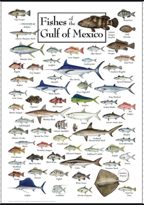 Fish of The Gulf of Mexico.JPG
